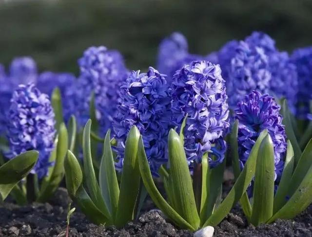 风信子的花语是什么，风信子花语（花语：点燃生命之火）