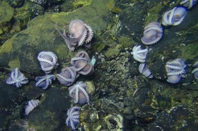 海洋生物有多少种，海洋里的生物有多少种（也许你看了也会和我一样吃惊）