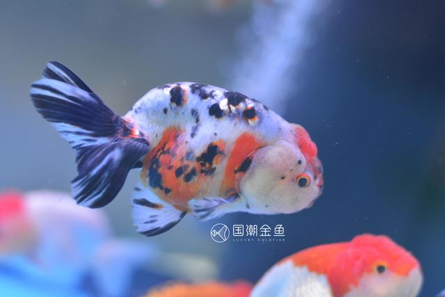 困水的正确方法，鱼缸怎么换水（把好金鱼成长的每一关）
