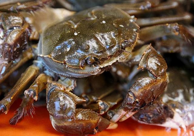 螃蟹离开水最多能活几天，螃蟹离开水能活多久（放7天仍是鲜活的）