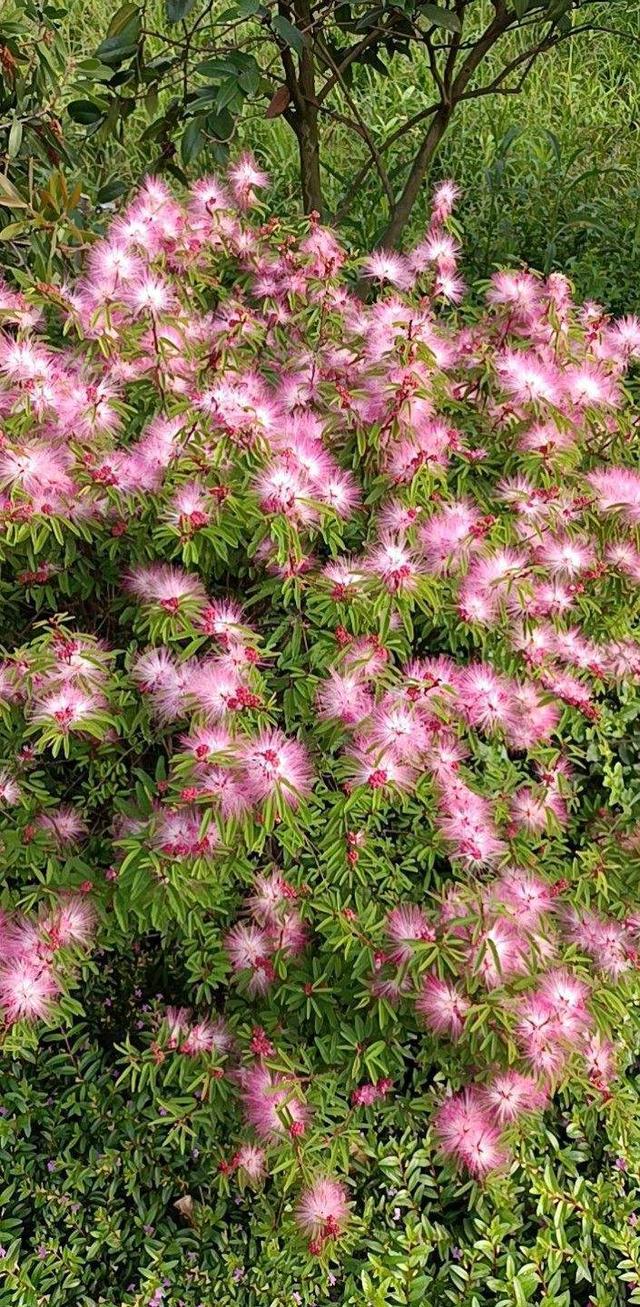 花卉图片及名称大全，常见绿植花卉及名称大全（100种常见花图鉴）