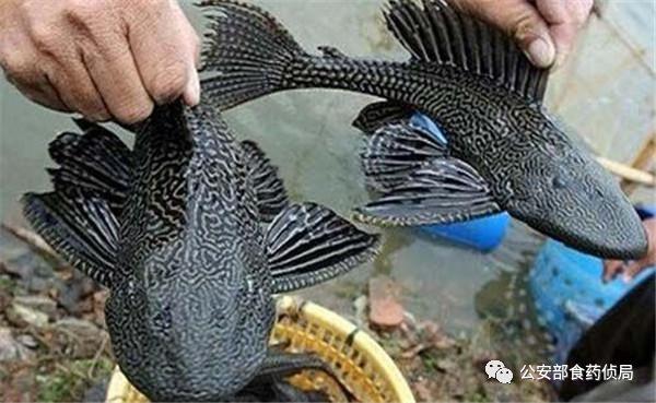 网上流传的吃人塘鲺是真的吗，高州食人大塘鲺（公安部提醒：这些外来物种）