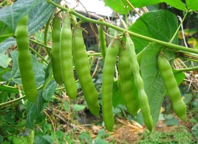 家里有鼻涕虫怎么消灭，鼻涕虫怎么彻底消灭（自制天然杀虫水）