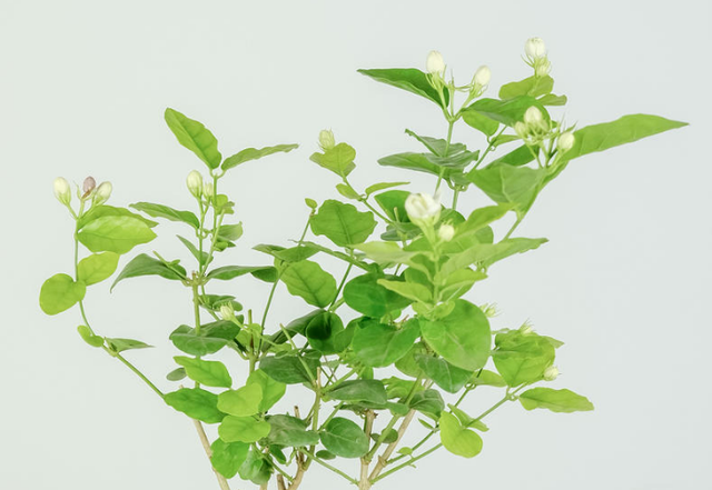 茉莉花什么季节开花，茉莉花什么时候开花最佳（什么时候换盆和修剪）