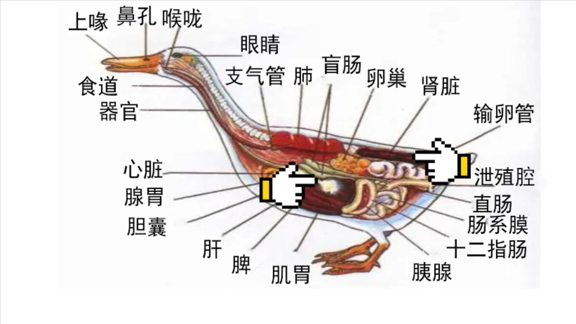 鸭胗是什么器官，鸡胗和鸭胗的区别有哪些（鸭有8个地方毒素最重）