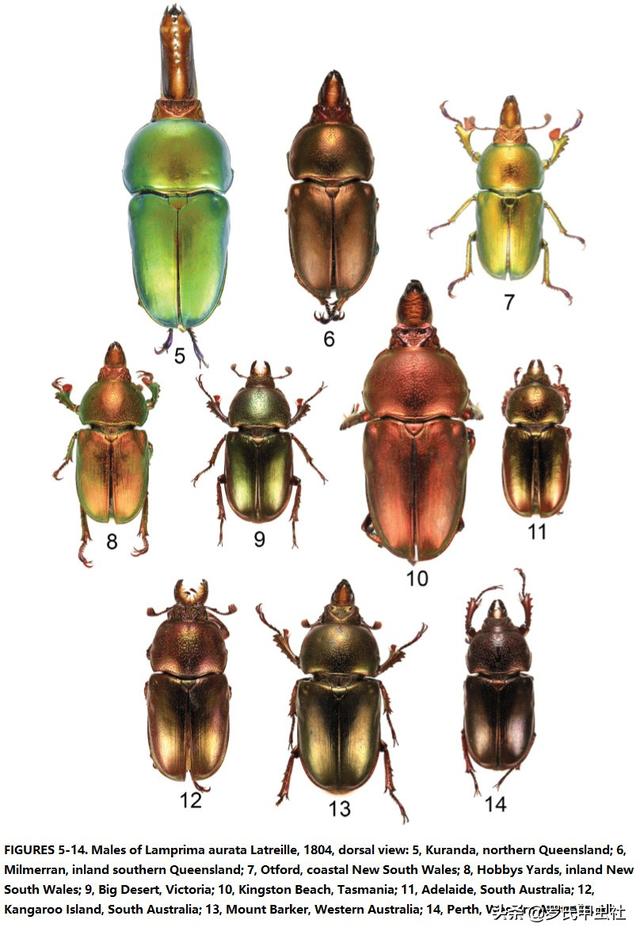 楸型虫是什么，楸型虫图片欣赏（这些金锹你都认识）