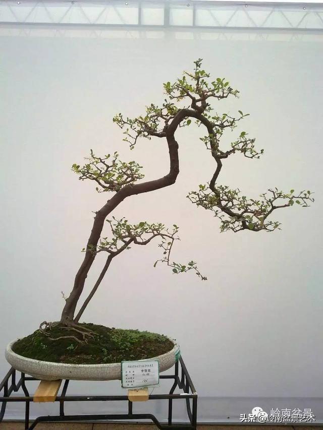 山桔种植方法，山桔盆景，其实没那么难养！