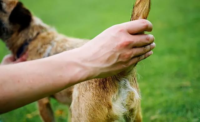 教训狗狗应该打哪里，教训狗狗时能打哪些部位（经常打狗狗这几个部位）