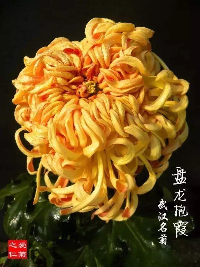 世界最美菊花80种太美了，金秋十月赏菊花——世界最美菊花80种送给您