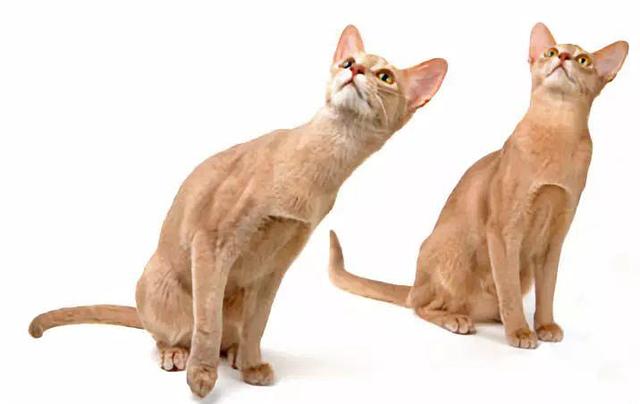 虎斑暹罗猫，银渐层、重点色、虎斑傻傻分不清（海豹虎斑暹罗猫）