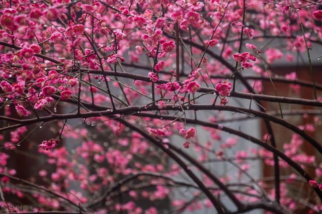 种紫薇树的风水禁忌，风水最好的树（有院子就种15种树）
