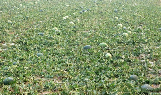 巨人观尸体是什么意思，巨人观尸是什么意思 巨人观图片（一例“巨人观”的故事）