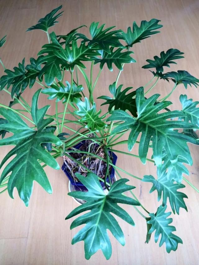 黑叶芋，这些网红植物都可以养室内（黑叶芋小仙女）
