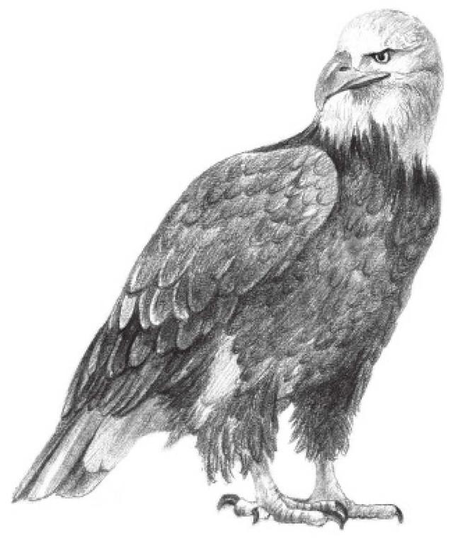 动物素描画，关于动物的画（适合初学者学习的动物素描步骤教程）