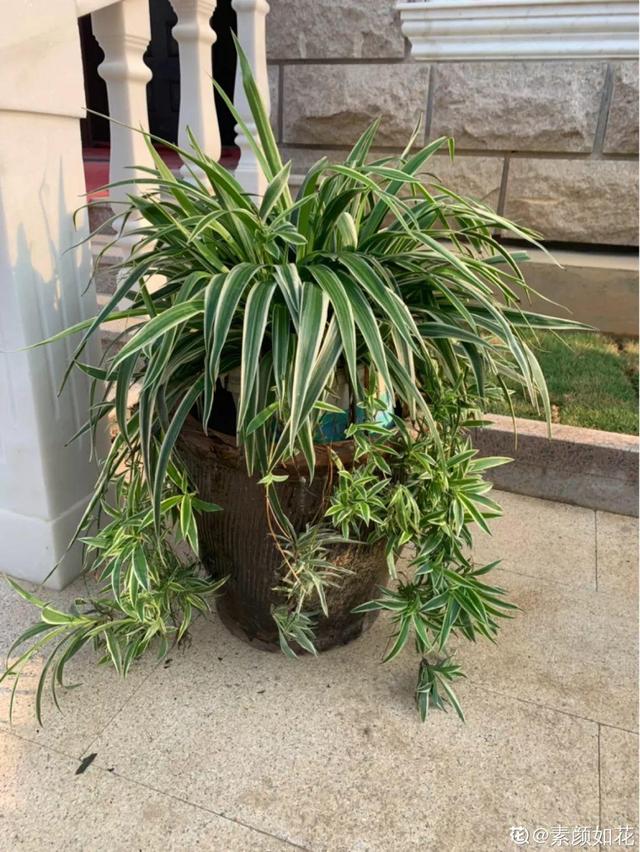 吊兰怎么养才能更旺盛，吊兰叶子尖发黄干枯什么原因（敲个鸡蛋埋土里）