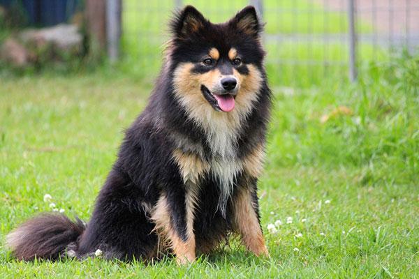 芬兰狐狸犬，长得像中型的阿拉斯加犬（芬兰狐狸犬图片）