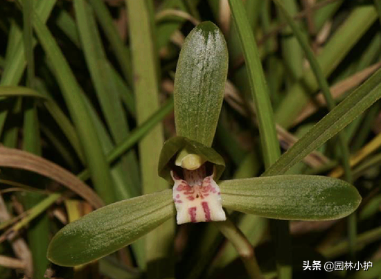 什么兰花最值钱，名贵兰花品种（全球十大名贵兰花品种）