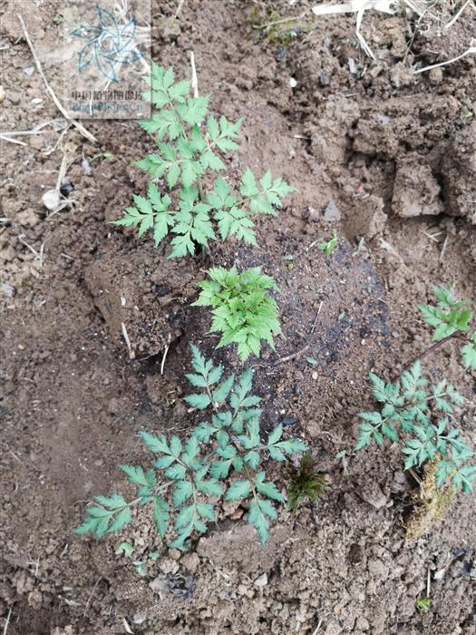 本草图经作者是谁，《本草图经》的作者（芎藭 蘼蕪 藁本）