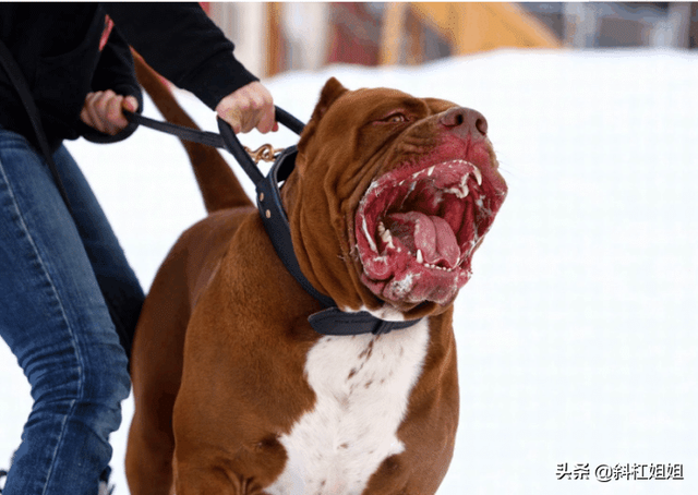 世界最大斗牛犬，世界上最大的斗牛犬是哪个品种（该狗重150斤）