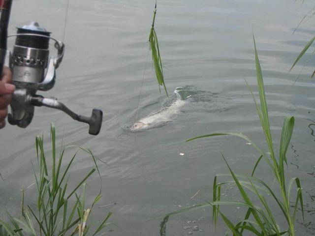 厚子是草鱼吗，草鱼就是厚子吗（春季野钓大草掌握方法与技巧很重要）