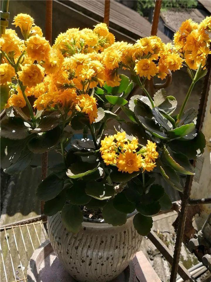 好养的长寿花(开花大会变色,仙气十足) - 彝家农业网