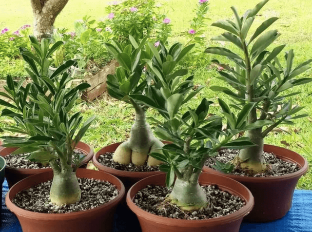 种子怎么用生根粉发芽，种子刚发芽可以用生根粉吗（灌根、移栽和扦插效果好）