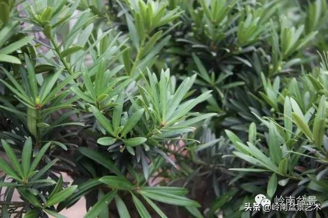 台湾罗汉松，飘逸优雅的海岛罗汉松盆景（台湾罗汉松的养殖方法和注意事项）