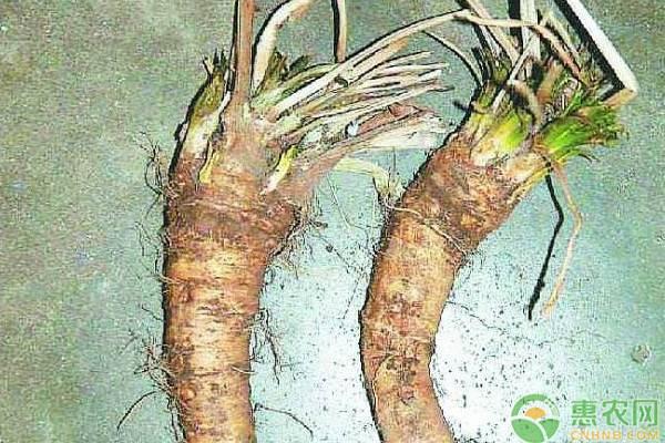 山葵和芥末的口感区别，山葵和芥末的区别（一文读懂芥末、辣根、山葵区别）