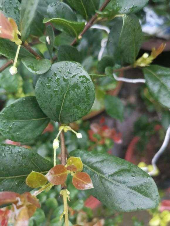 金弹子开花期间怎样管理，金弹子开花期间如何管理（金弹子进入花期）