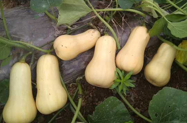 南瓜有哪些种类，南瓜有哪些种类和图片（四种高产量高收益的南瓜新品种）