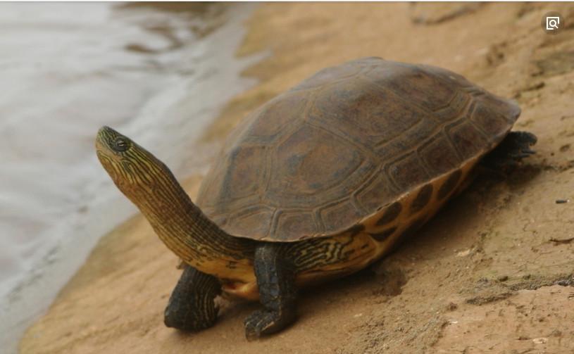 乌龟怎么看几岁,吾将曳尾于涂中" - 玉三网