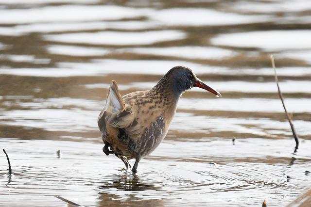 水鸡是什么，水鸡是什么车（西方秧鸡、叽咋柳莺......）