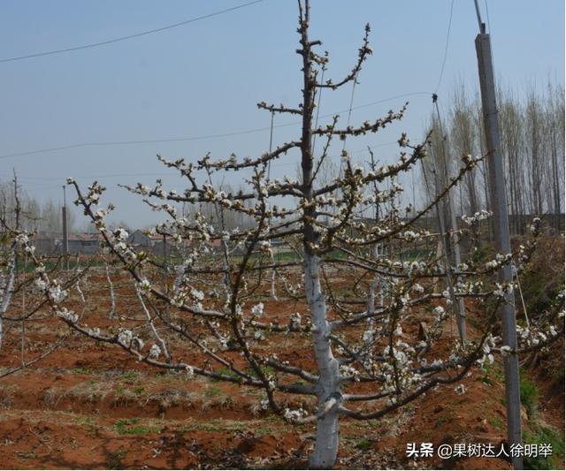 樱桃什么时候开花，樱桃什么时候开花网红（花期倒春寒预防很关键）