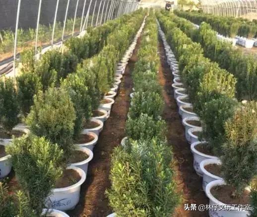 红豆杉木材是红木吗，红木是红豆杉吗（红豆杉木的四大优点）