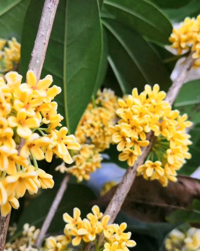 黄金菊怎么养，黄金菊用什么土种植（秋天养盆“俏姑娘”）