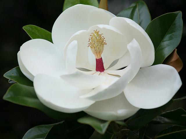 玉兰花花语，玉兰花花语和寓意（赞美玉兰花的诗词推荐）