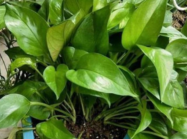 过期啤酒能浇花吗，啤酒能浇花吗（过期牛奶、啤酒养花）