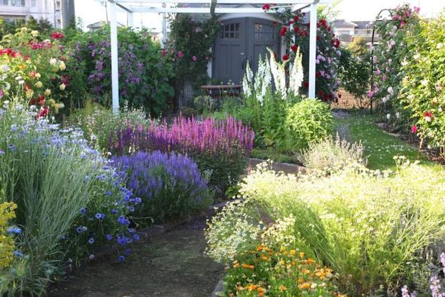 月季花品种，十大经典品种（凭一己之力撑起了整个花园的颜值）