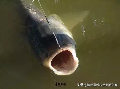 淡水鱼都有什么鱼，钓鱼人一定要知道的二十种淡水鱼（中国常见的20种淡水鱼）