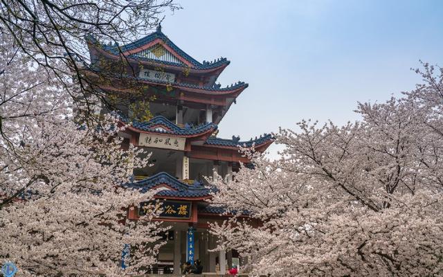 2020鼋头渚樱花节时间 2020鼋头渚樱花节赏花时间及路线，2020鼋头渚樱花节时间（终于盼来了太湖鼋头渚开园的好消息）