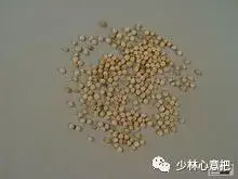 白牛胆的功效与作用，白牛胆的功效与作用禁忌（中药图片大全与功效）