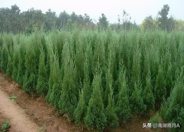 胤礽怎么读拼音，胤礽怎么读（究竟是秦桧<guì>）