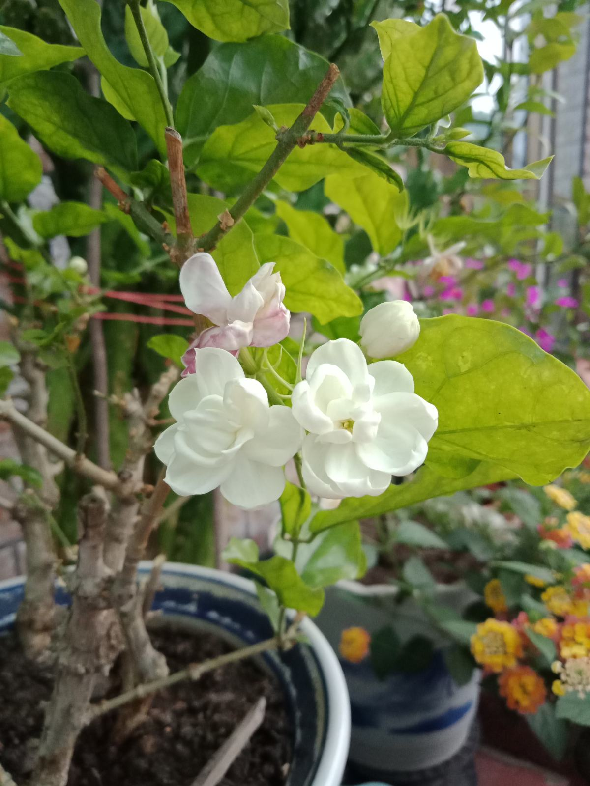 有香味的花(哪些花香味比较好闻)