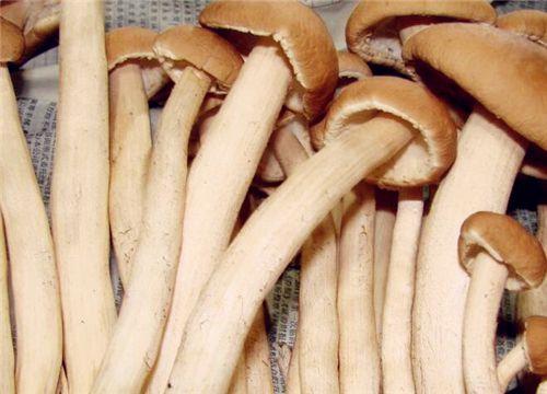 茶树菇产地，茶树菇哪里产地最好（2019茶树菇价格多少钱一斤）