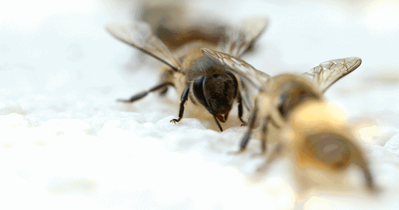 抖音树新蜜蜂是什么梗，类似树新蜜蜂的梗（意大利百万蜜蜂神秘死亡引热议）