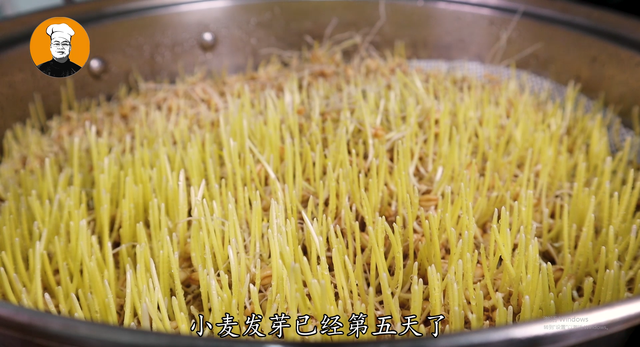 什么是麦芽糖，正宗麦芽糖多少钱一斤（教你自制纯手工麦芽糖）