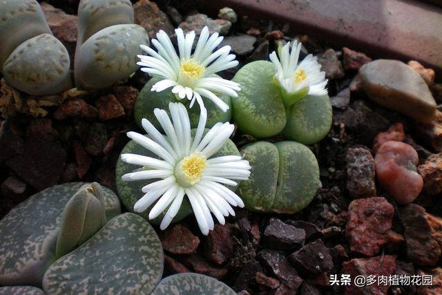 石生花怎么种植，石生花种植注意事项（开花爆盆都不成问题）