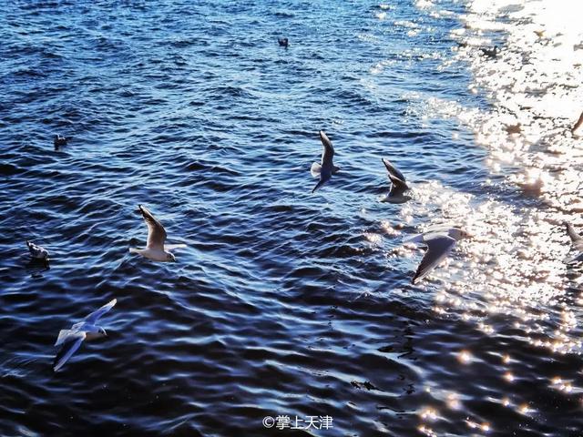 天津海边旅游景点排行榜，天津塘沽旅游景点大全（天津7处小众看海点，景色绝了）