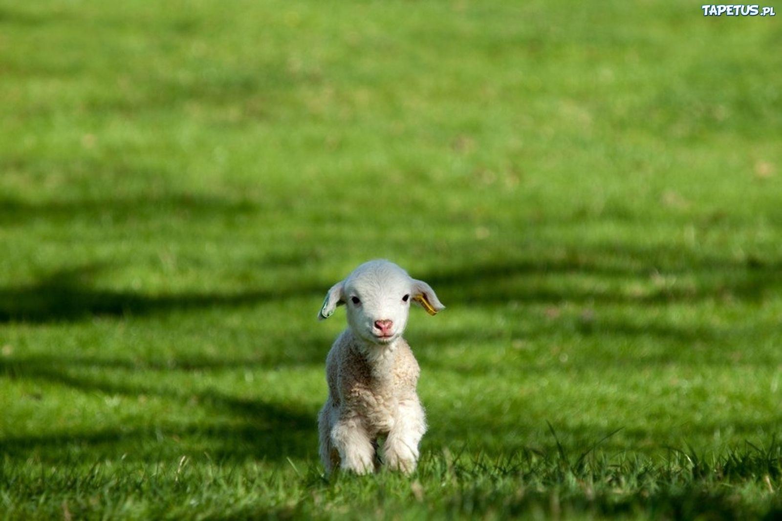 领头羊(羊群中必定有一只领头羊) - 火句子