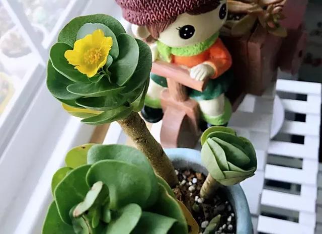 绿萝好养吗,绿萝怎样栽培(绿萝竟然排在倒数第1) 绿萝好养吗,绿萝怎样栽培(绿萝竟然排在倒数第1)